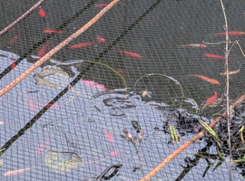 Pond fish/koi for rehoming