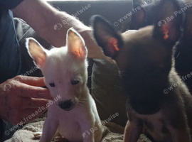 Belgian Mali pups