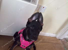 Selling this beautiful puppy