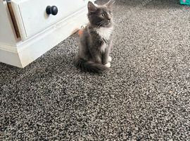 Beautiful male kitten