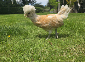 Chamois Polish Cockerel