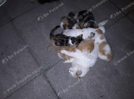 Outdoor farm kittens for sale.