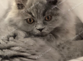 Longhaired Blue purring machine in Co.Down