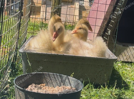 Embden goslings for sale
