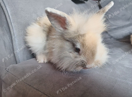 Lionhead baby bucks