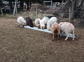 Shetland ewes for sale