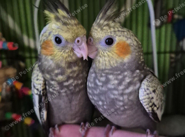 Hand tame baby cockateals