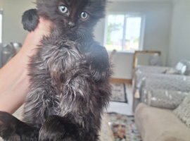 Kittens tabby