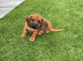 Last girl Miniature dachshund puppy for sale - ready October 2nd