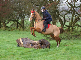 Talented  14.3 mare