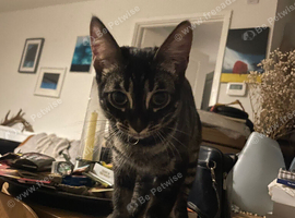 Stunning Melanistic Bengal male kitten