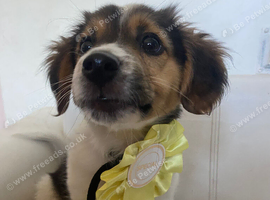 Male puppy