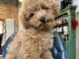 4 BEAUTIFUL MINIATURE POODLE BOYS