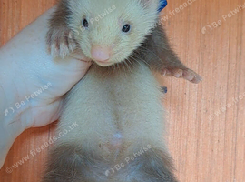 Half Angora kits