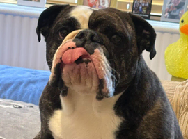 2 year old English bull dog