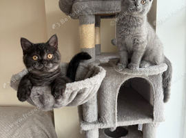 British and Scottish Fold kittens
