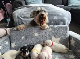 COCO'S BEAUTIFUL THIRD & FINAL LITTER  Miniature Schnauzer