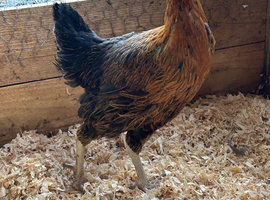 Rhode Rock Hybrid POL chickens