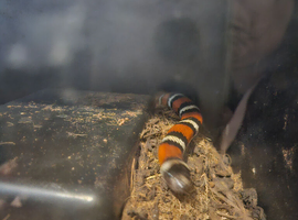 5  year old Male king milk snake