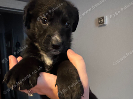 Female puppy