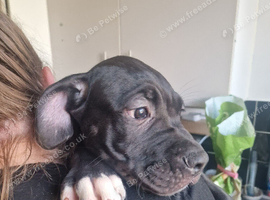 Puppies cane corso cross