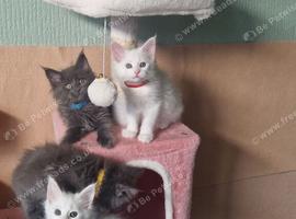 Maine coon kittens available