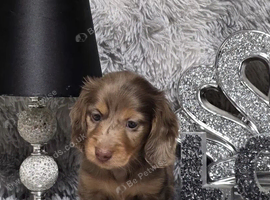 Beautiful Miniature Dachshund Puppies