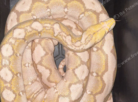 Purple albino motley