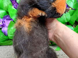 Guinea pig boars