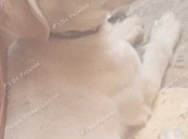 For sale my saluki puppy