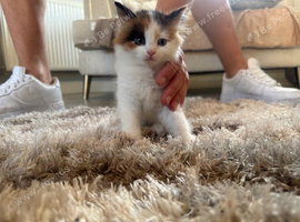 British longhaired mixed breed kittens