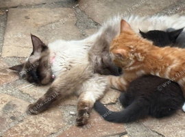 Ragdoll x ginger and white grey and white