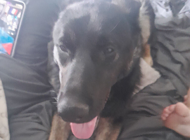 BELGIAN SHEP /CHECK SHEPHERD