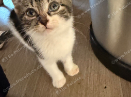 9 week old kittens for sale