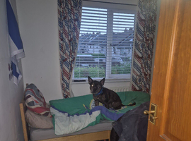 Dog for sale french bulldog mixed with staffaw