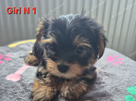 Biewier terrier