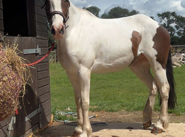 Stunning cob x warmblood
