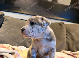 Staff puppies