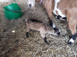 4 year old nanny with 1 day old billy kid