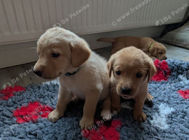 Labrador Puppies