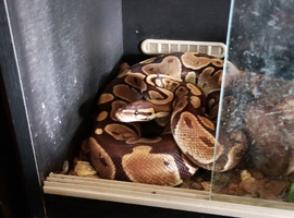 Cleo