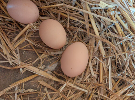 buff orpington fertile eggs