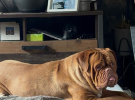Dogue de Bordeaux girl looking for loving home