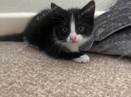 Female kitten