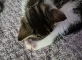Looking to rehome