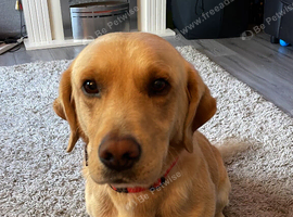 Bassidor to rehome