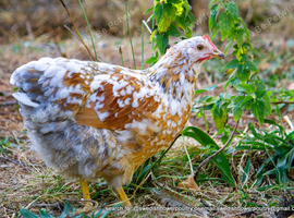SWEDISH FLOWER HEN - VARIOUS PULLETS - RARE LANDRACE BREED