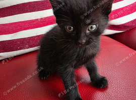 6 Kittens Ready for Their New Homes  . &pound;100 Each