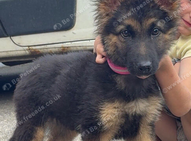 1 female German Shepard puppy
