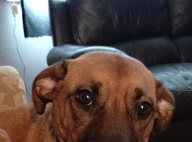 Female Belgium Mali or German shepherd x